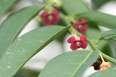 Sauropus quadrangularis